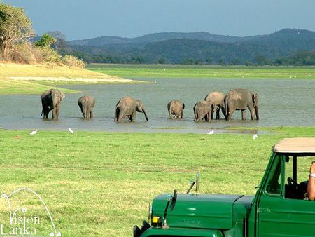 Minneriya_National_Park_Elephants_Sri_Lanka_Vision_Lanka