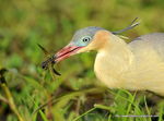 heron_flute__10_