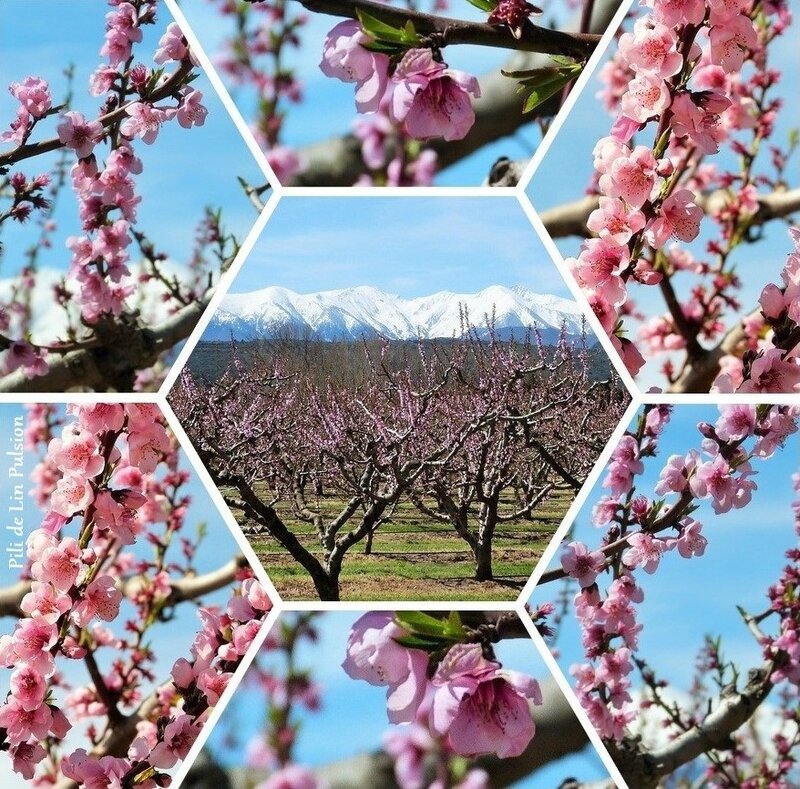 Mosaïque Canigou et Pêchers en fleurs