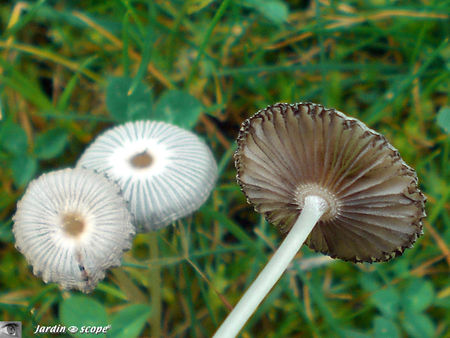 coprinus_plicatilis