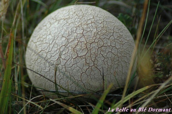 Champignon.