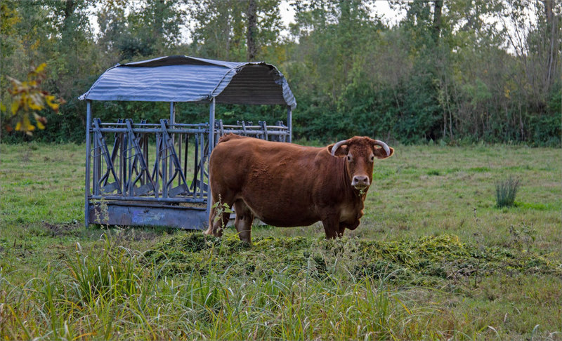 Marais Poitevin 061021 ym 17 vache crèche bleue