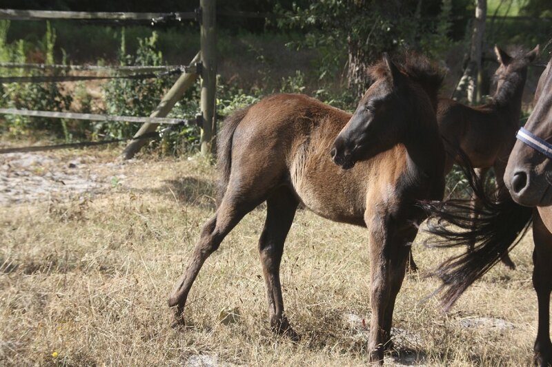 Gitane menue, mais solide