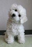 bichon_frise