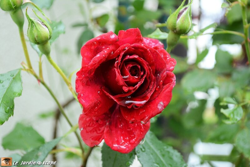 Rosier grimpant Red parfum