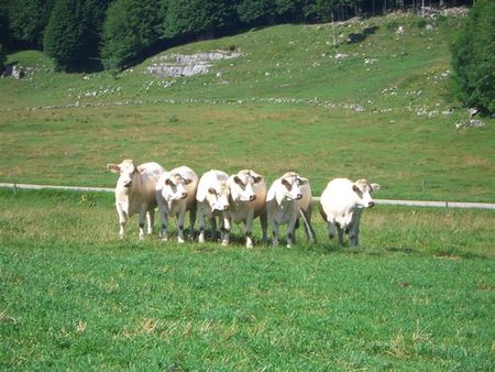 07_28___vaches_Lachat_001