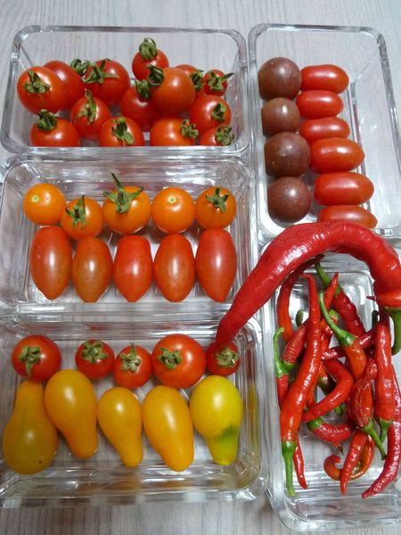 23-tomates cerises (2)