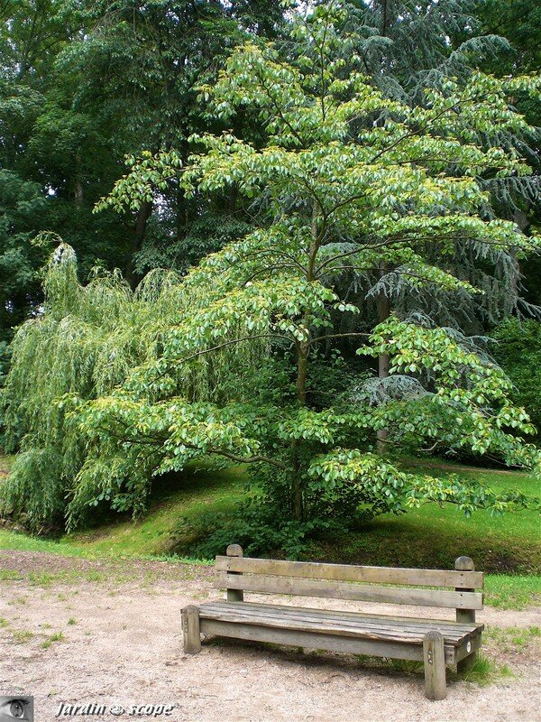 A l'arboretum de Chateauneuf-sur-Loire