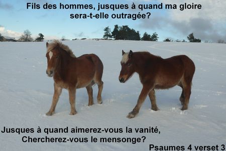2008_12_30_Deux_chevaux_qui_marchent_dans_la_neige