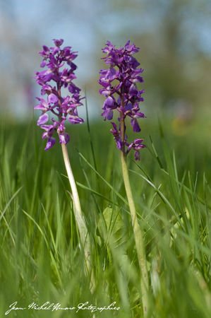 2012_05_01_Orchis_mascula_02
