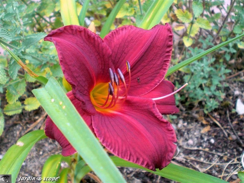 Hemerocallis 'Charles Johnston'