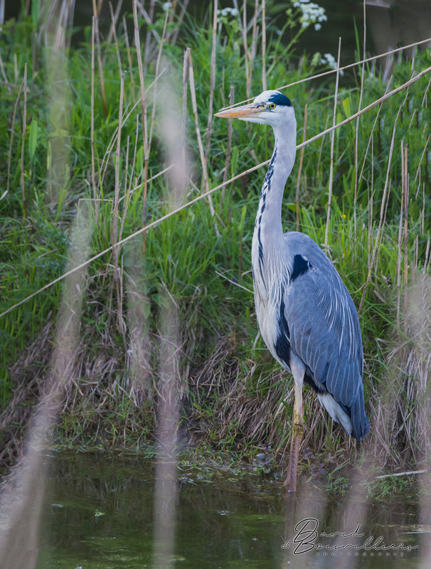 Héron cendré (Ardea cinerea)