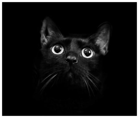 Gaspard-le-chat-noir-a19550161