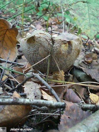 Bolet_du_Bouleau_3