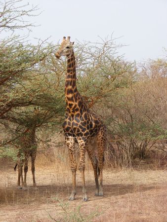 Girafe_m_le