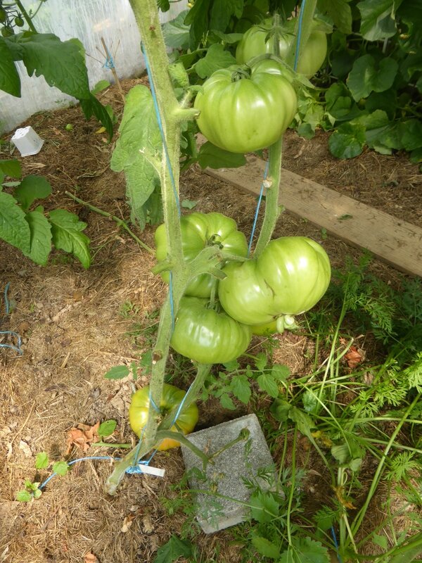 5-tomates (19)