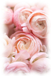 Tendre_maison6