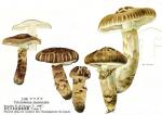 Tricholoma matsutake Hongo Tsuguo