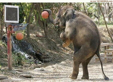 Basket_Elephant