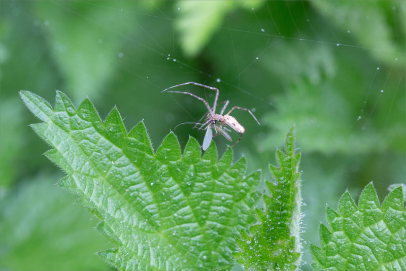 Araign proie insecte 2 060422