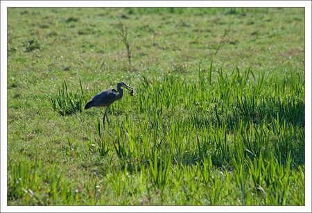 heron_mulot_Roussille_290810_8_bec