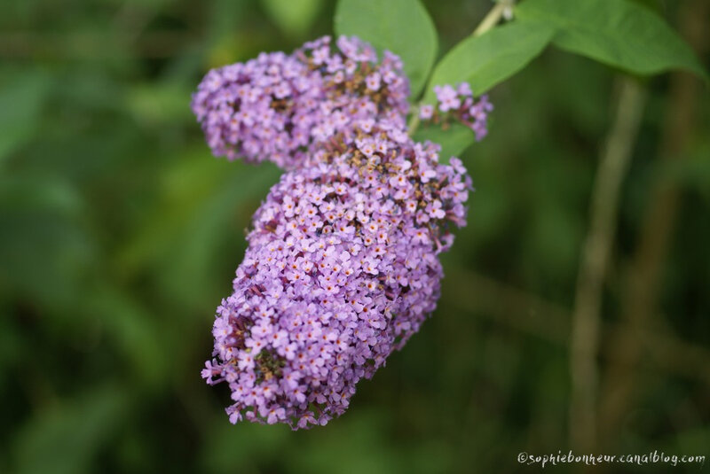 fin juin buddleia