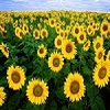 champ-de-tournesols-450x307