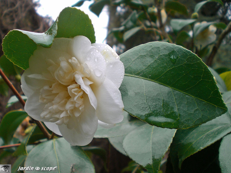 Camellia X Willamsii 'Donation'