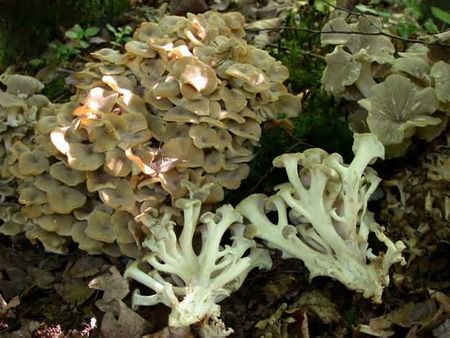 Polypore_en_ombelle6