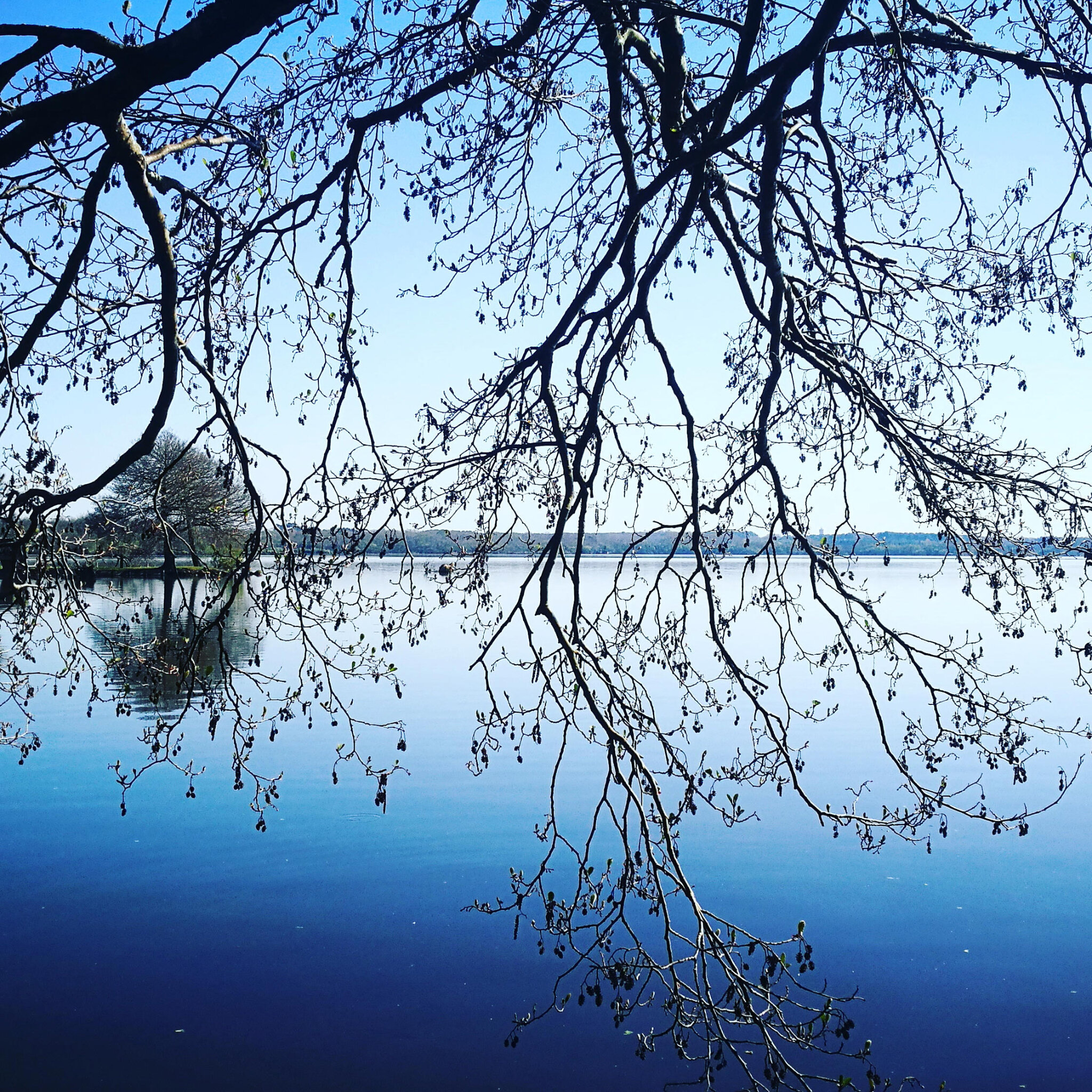 Azur, étang de Souston, étang et branches, insta (40)