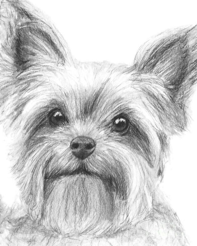 nycyorkshire-terrier-drawing-by-kate-sumners-yorkshire-terrier-drawings-drawings-drawing