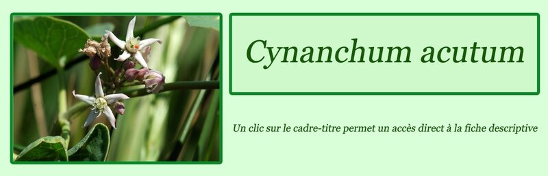 Cynanchum acutum