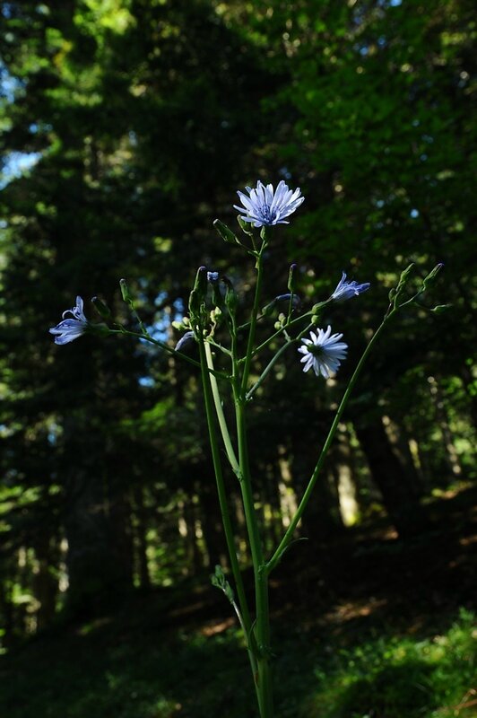 Fleur de sous-bois