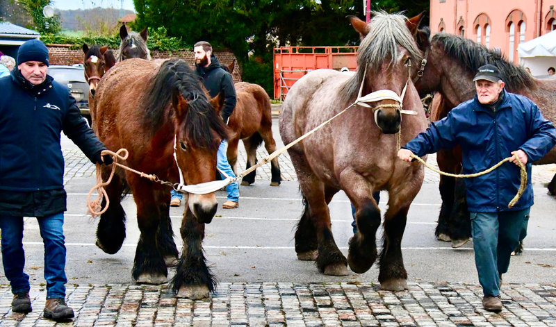 VITRINE CHEVAUX TRAIT 2023 Guy Marcoux