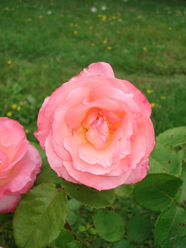 rose