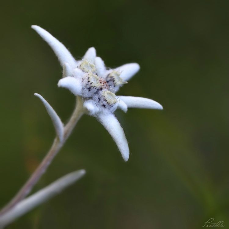 Edelweiss_13 01 08_8763