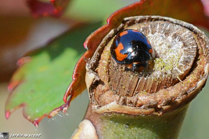 Coccinelle à virgules • Chilocorine Exochomus quadripustulatus