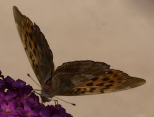 papillon 3