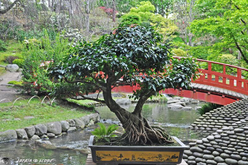 BonsaïBanyan • Ficus retusa (sous réserve)