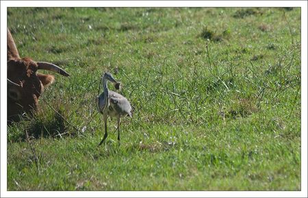 heron_mulot_Roussille_290810_3