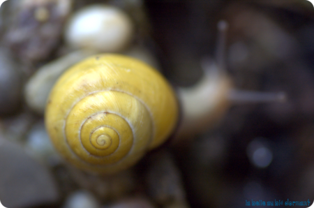 Escargots2