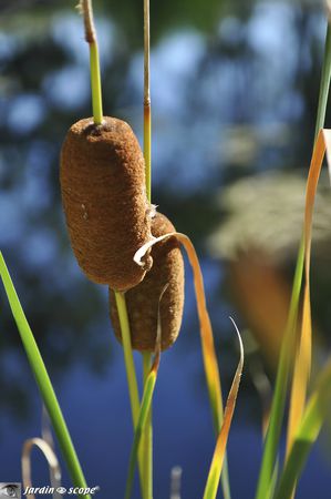 Typha minima