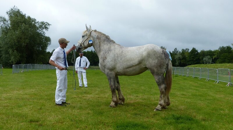 Energie du Boncoin - 14 Juin 2016 - Concours d'élevage local - Bourbourg - 1ere (2 ans)