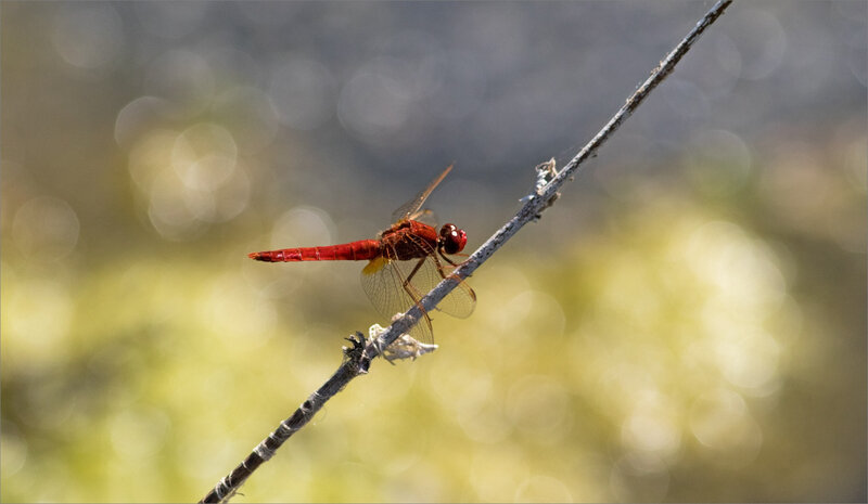 QM libell crocothemis écarlate 280818 ym 6