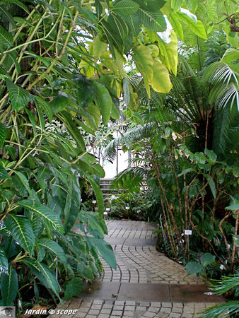 CIMG1416_Foret_Tropicale