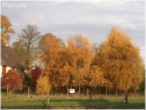 vierzy arbre en automne