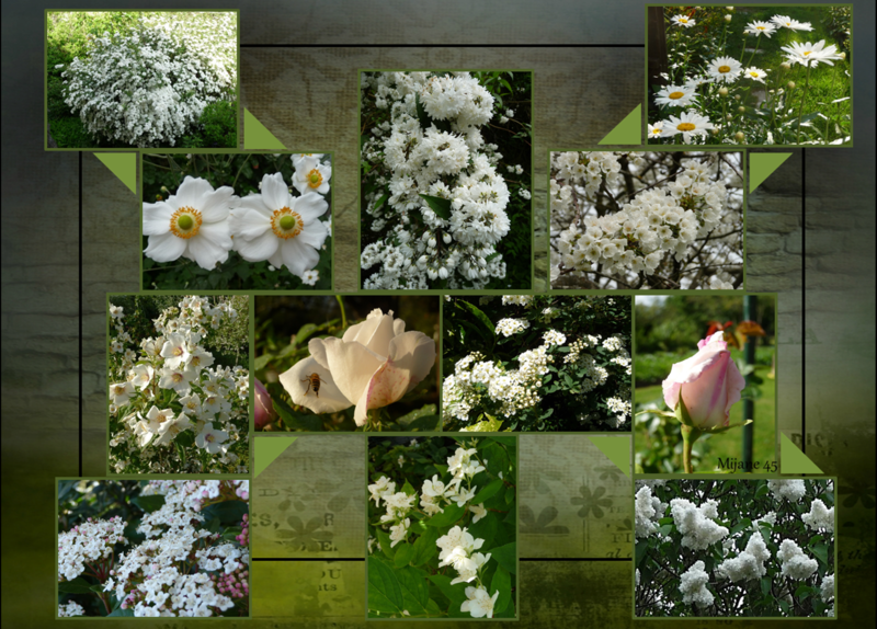 pêle-mêle des fleurs blanches du jardin