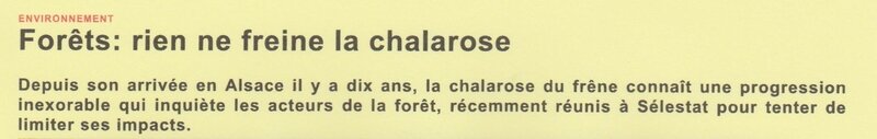 chalarose