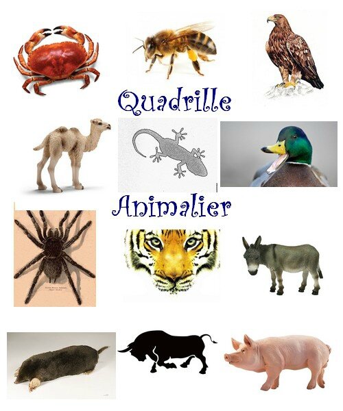 Quadrille Animalier