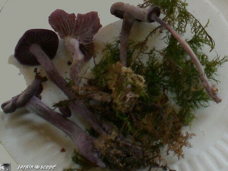Clitocybe